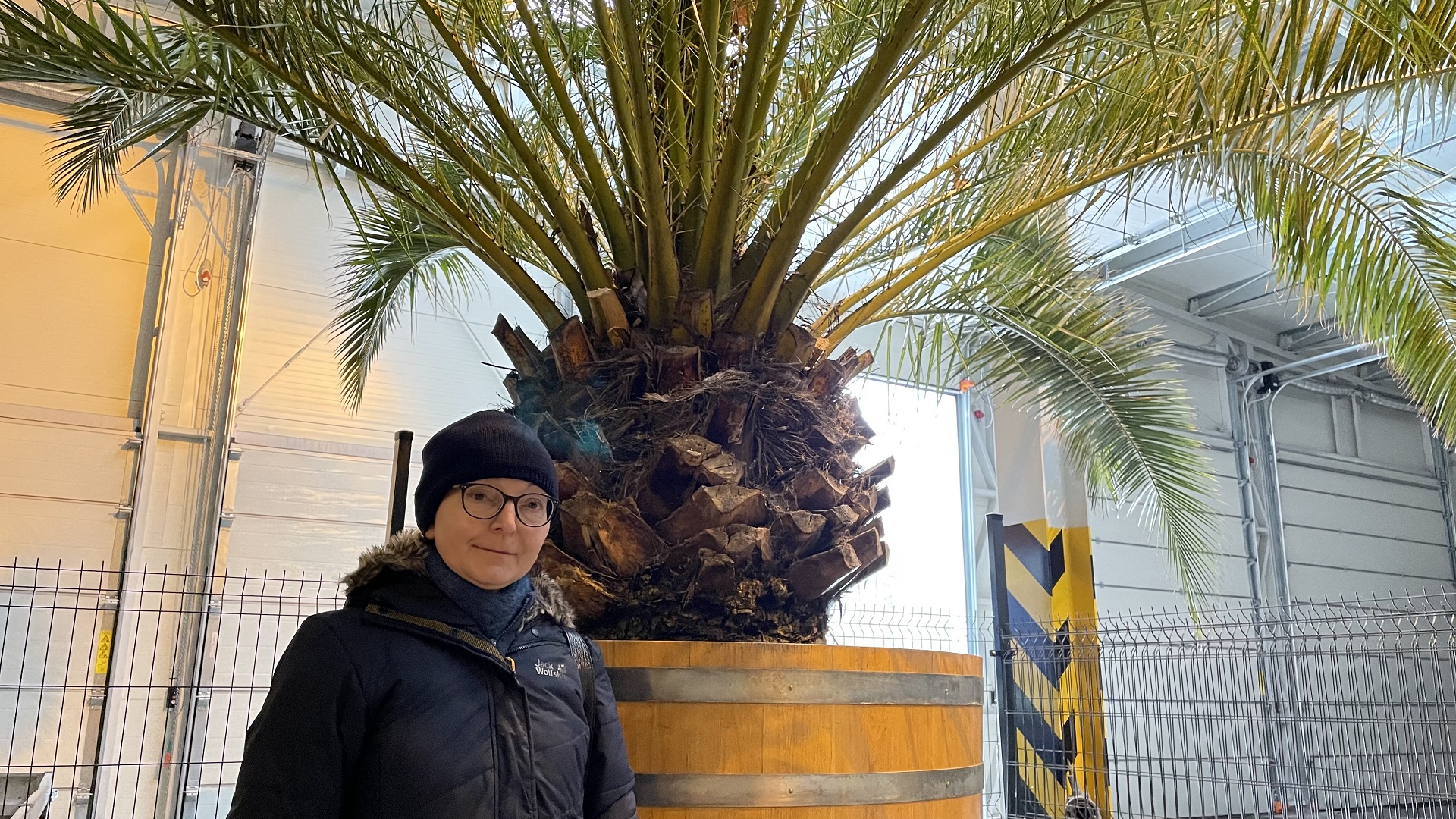 Fot. Olga Krzyżyk. Marzena Janikowska, kierownik działu produkcji roślinnej w Zakładzie Zieleni Miejskiej w Katowicach opowiedziała nam o katowickich palmach
