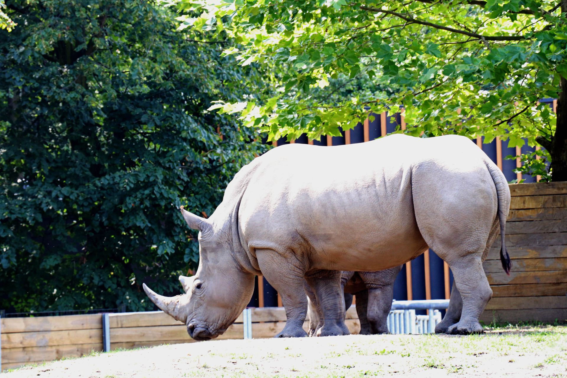 Fot. Śląski Ogród Zoologiczny. Gdzie zaginęło jedzenie dla nosorożców?