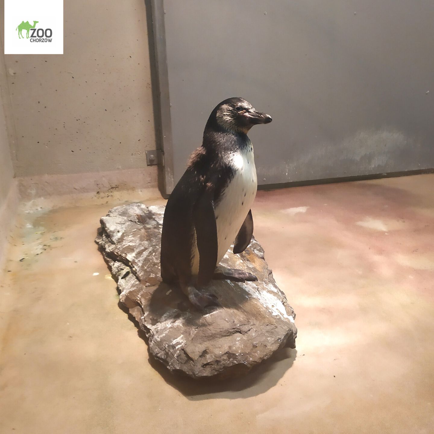 Fot. Śląski Ogród Zoologiczny. Pingwinek urodzony w Chorzowie samiec. Nadano mu imię Coco