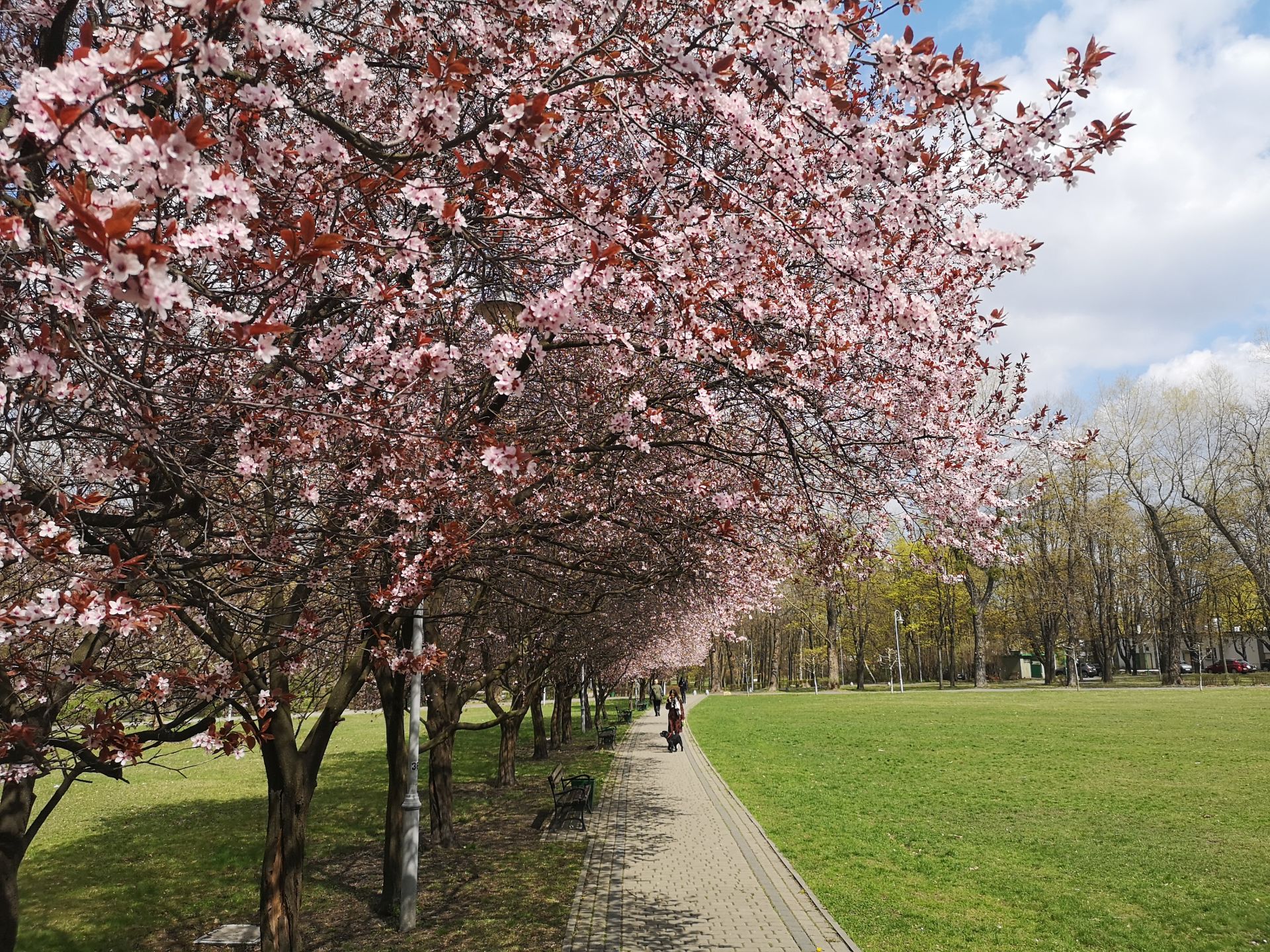 Fot. Michał Mendala. Wiosna w parku Kościuszki 