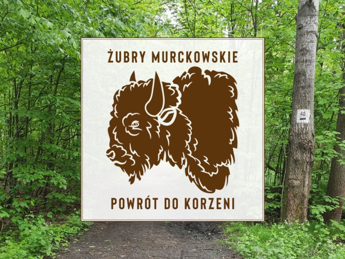 Żubry Murckowskie - powrót do korzeni. Pod koniec sierpnia piknik edukacyjny dla mieszkańców