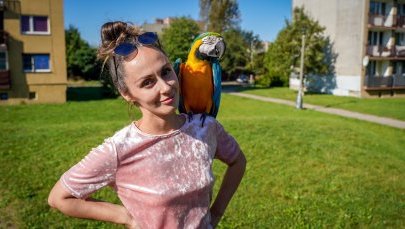 Poli to prawdziwa gwiazda! Imponująca papuga lata nad katowickimi Piotrowicami! [Zdjęcia+wideo]