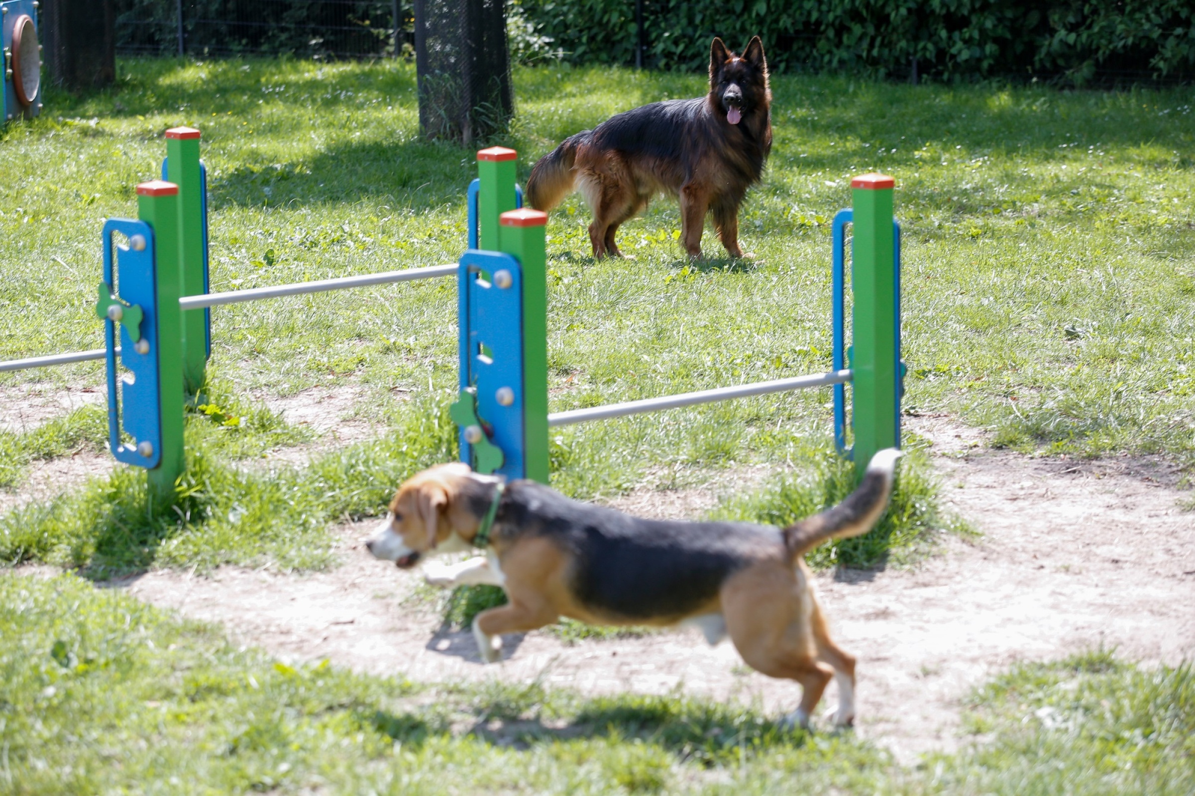 Kolejne wybiegi dla psów powstaną w Katowicach. Miejsca dla czworonogów w Giszowcu i Załężu