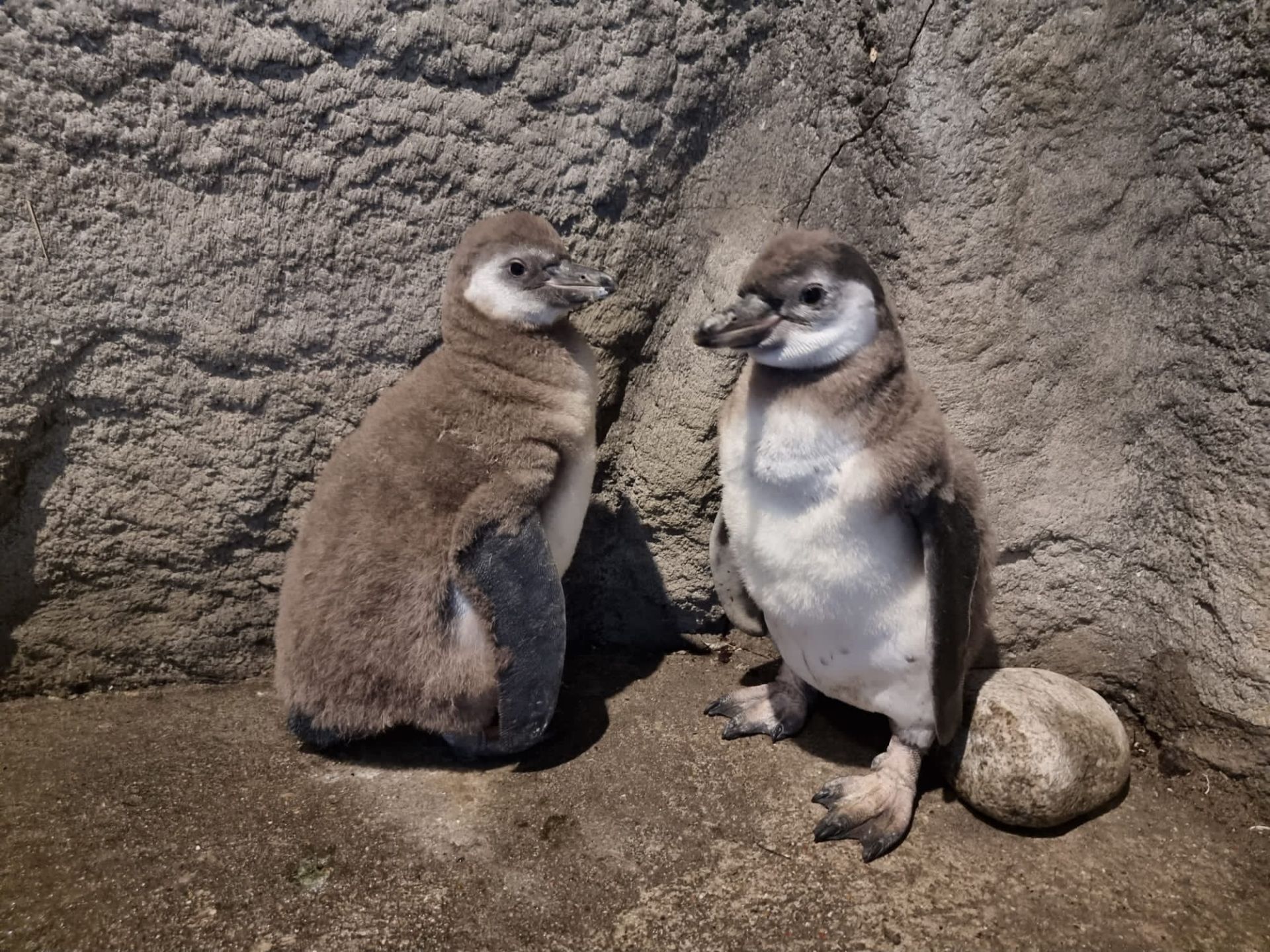 młode pingwinki
