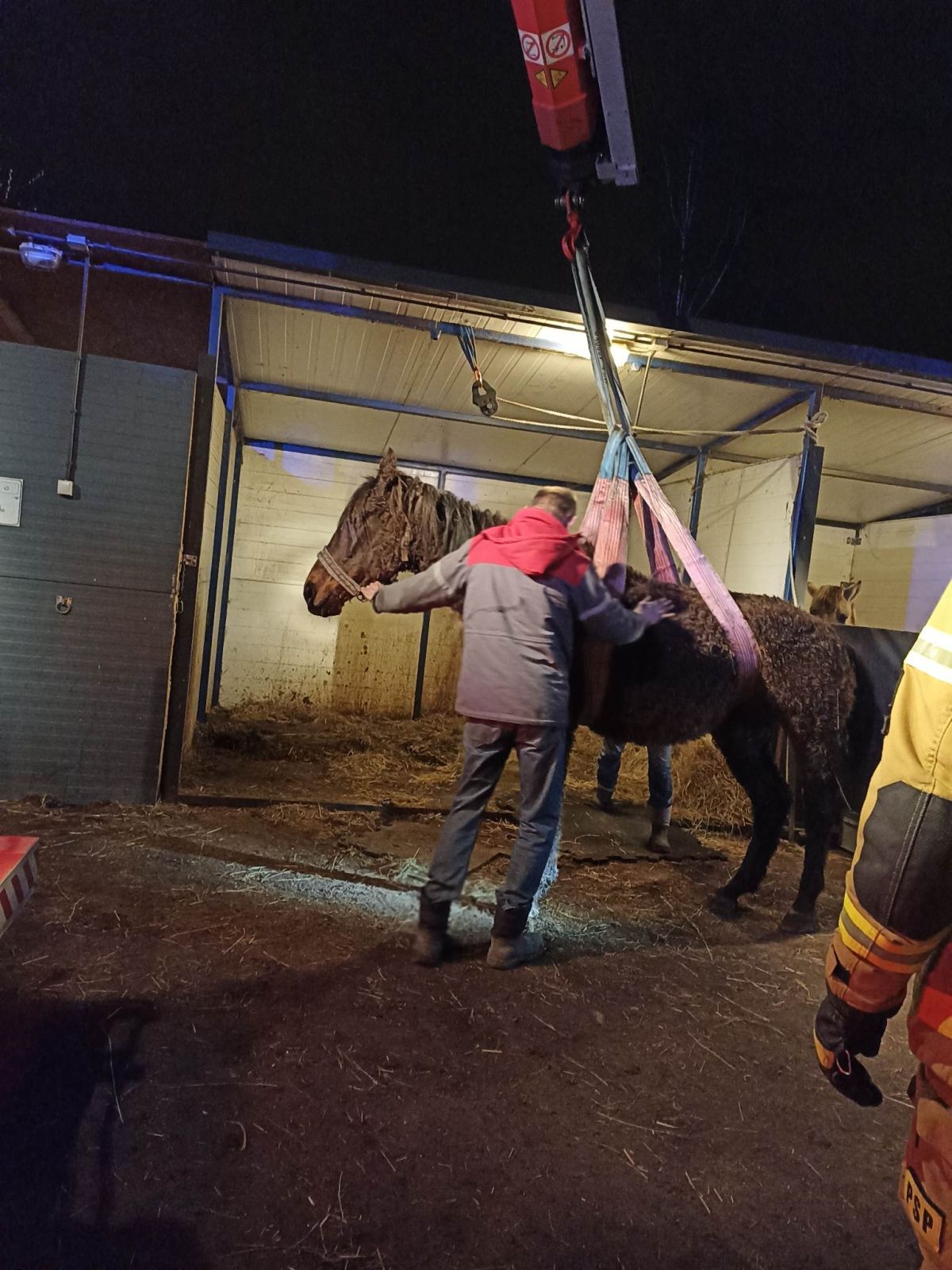 Koń uratowany przez strażaków w Katowicach