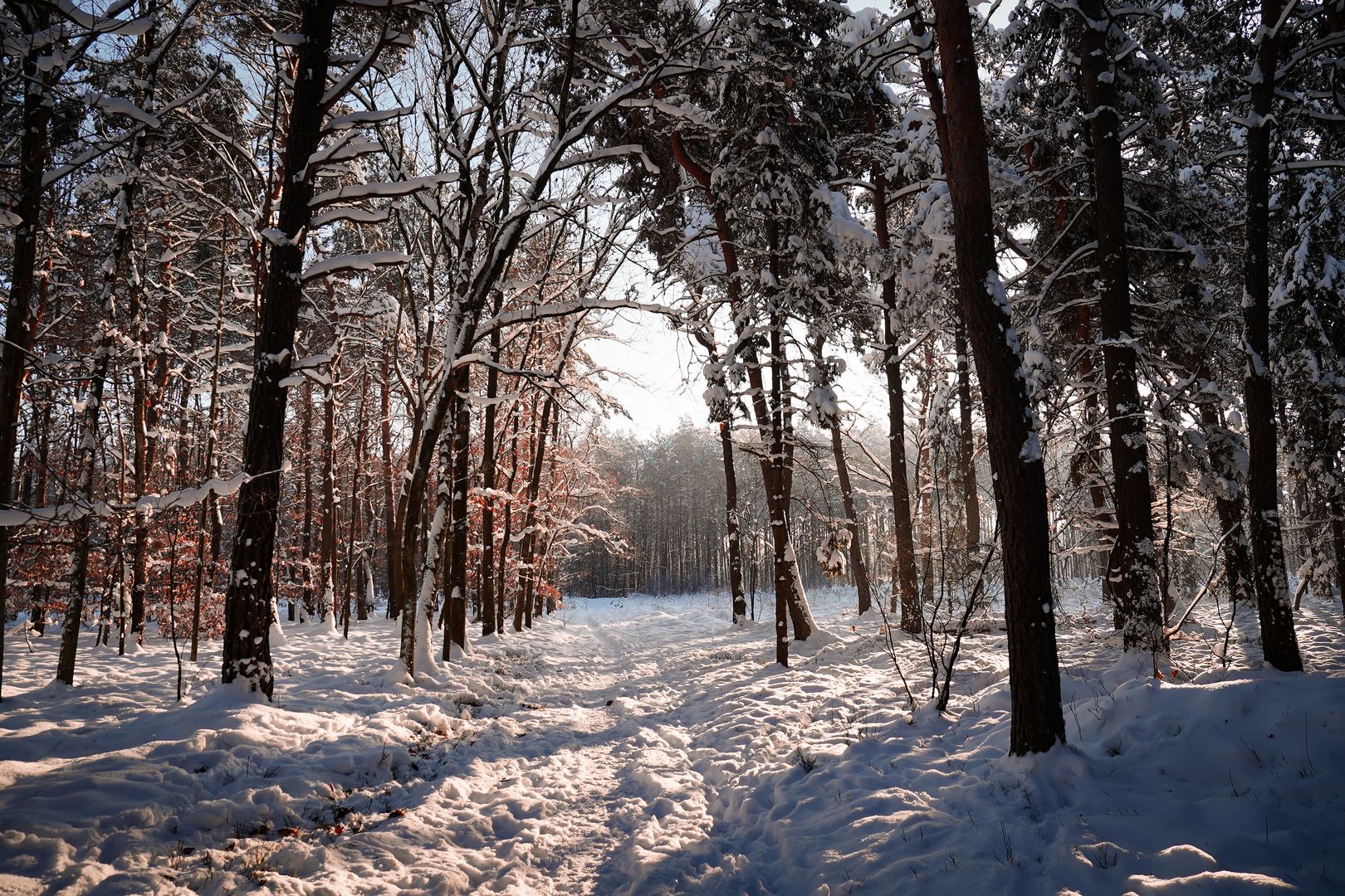 zima w lesie Panewniki Katowice